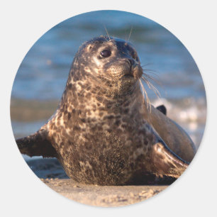 Een babyzeehond die aan land komt in Children's Po Ronde Sticker