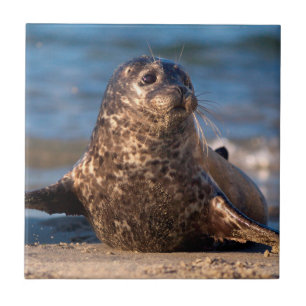 Een babyzeehond die aan land komt in het Children' Tegeltje