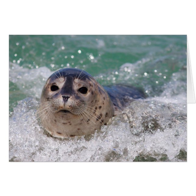 Een babyzeehond die surft (Voorkant Horizontaal)