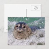 Een babyzeehond die surft briefkaart (Voorkant / Achterkant)