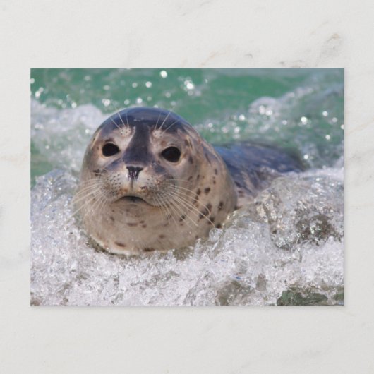 Een babyzeehond die surft briefkaart (Voorkant)