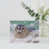 Een babyzeehond die surft briefkaart (Staand voorkant)