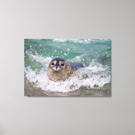 Een babyzeehond die surft canvas afdruk (Voorkant)