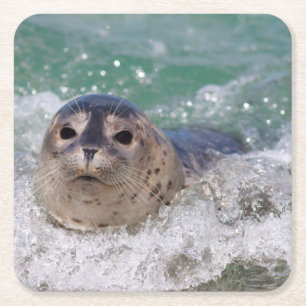 Een babyzeehond die surft kartonnen onderzetters