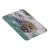 Een babyzeehond die surft magneet (Rechterzijde)