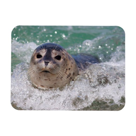 Een babyzeehond die surft magneet (Horizontaal)