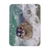 Een babyzeehond die surft magneet (Verticaal)