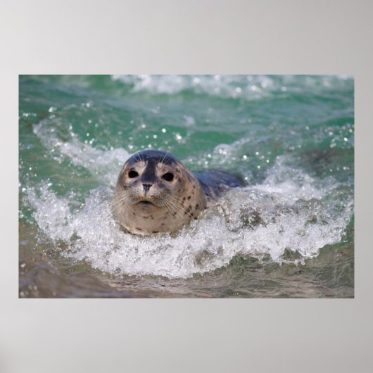 Een babyzeehond die surft poster (Voorkant)