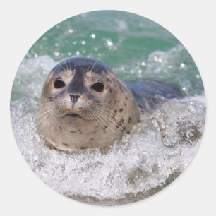 Een babyzeehond die surft ronde sticker