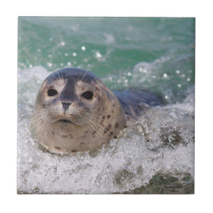Een babyzeehond die surft tegeltje