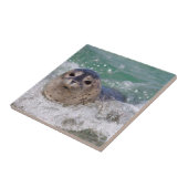 Een babyzeehond die surft tegeltje (Zijkant)