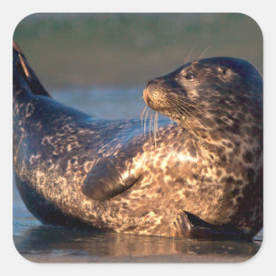 Een babyzeehond die zijn staart optilt vierkante sticker