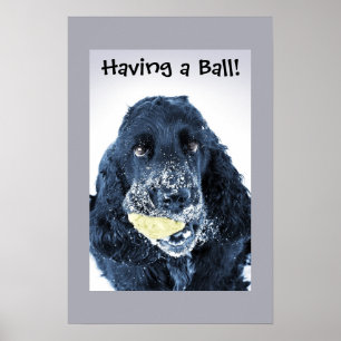 Een bal hebben! poster