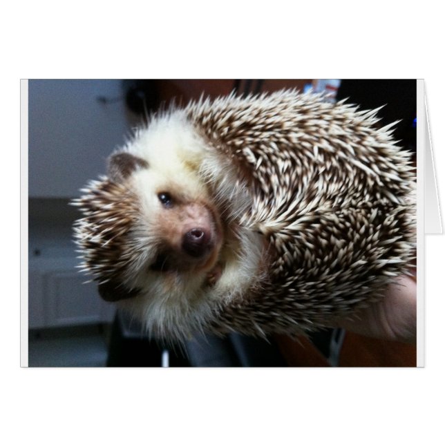 Een bal van Spike (Voorkant Horizontaal)