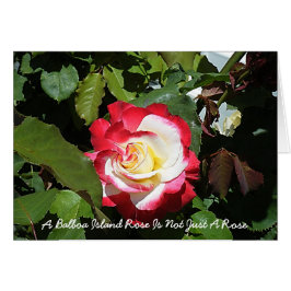 Een Balboa Island Roos is zo uniek als jij