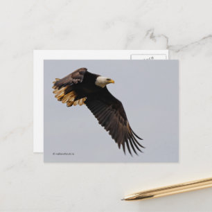 Een Bald Eagle neemt de hemel in Briefkaart
