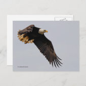 Een Bald Eagle neemt de hemel in Briefkaart (Voorkant / Achterkant)