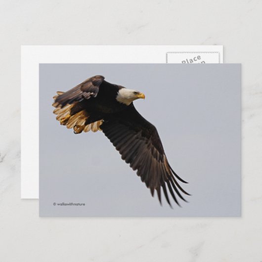 Een Bald Eagle neemt de hemel in Briefkaart (Voorkant / Achterkant)