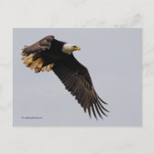 Een Bald Eagle neemt de hemel in Briefkaart (Voorkant)
