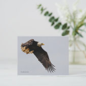 Een Bald Eagle neemt de hemel in Briefkaart (Staand voorkant)