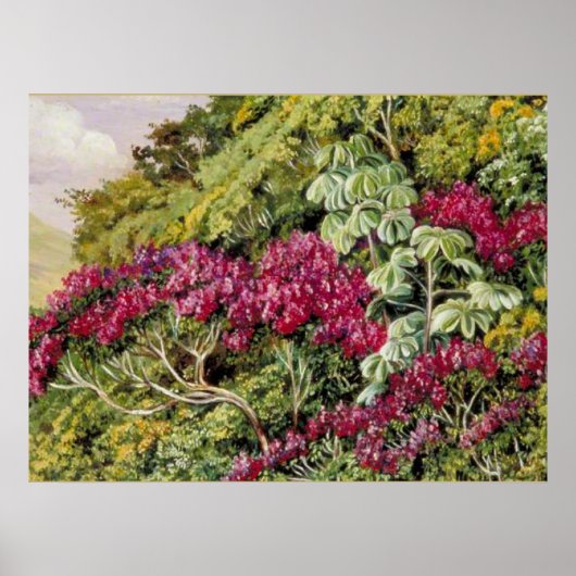 Een bank van Quaresma en Trumpet Trees, mooie kuns Poster (Voorkant)