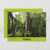 Een Banyan boom op de Malediven Briefkaart (Voorkant / Achterkant)