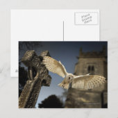 Een Barn Owl (Tyto alba) op een begraafplaats in h Briefkaart (Voorkant / Achterkant)