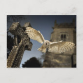 Een Barn Owl (Tyto alba) op een begraafplaats in h Briefkaart (Voorkant)