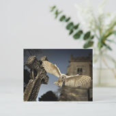 Een Barn Owl (Tyto alba) op een begraafplaats in h Briefkaart (Staand voorkant)