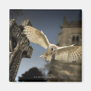 Een Barn Owl (Tyto alba) op een begraafplaats in h Magneet