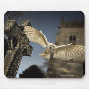 Een Barn Owl (Tyto alba) op een begraafplaats in h Muismat
