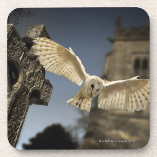 Een Barn Owl (Tyto alba) op een begraafplaats in h Onderzetter