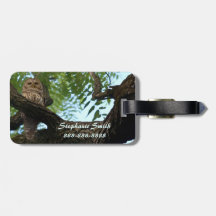 Een Barred Owl op een Tak in de Bossen