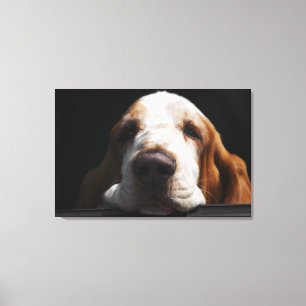 Een Basset Hound die zijn hoofd rust Canvas Afdruk