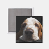 Een Basset Hound die zijn hoofd rust Magneet (Voorkant / Achterkant)