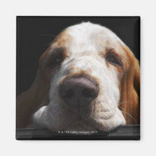 Een Basset Hound die zijn hoofd rust Magneet