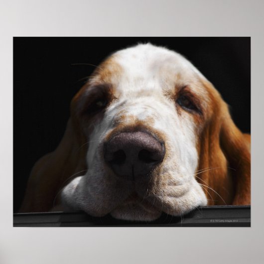 Een Basset Hound die zijn hoofd rust Poster (Voorkant)