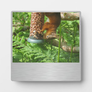 Een beetje gek, eekhoornplak. fotoplaat