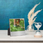 Een beetje gek, eekhoornplak. fotoplaat (Insitu)