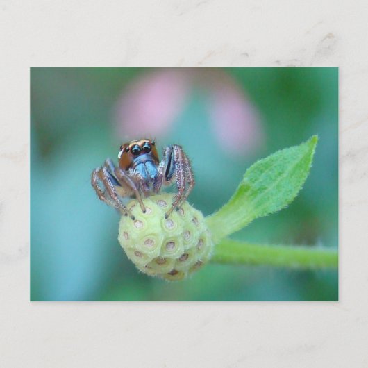 Een beetje Jumpy? Briefkaart (Voorkant)