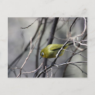 Een beetje vogelgriep in mijn oor briefkaart