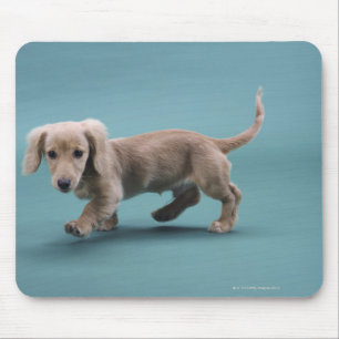 Een beige kleine dachshund die loopt muismat