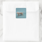 Een beige kleine dachshund vierkante sticker (Tas)