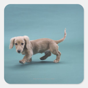 Een beige kleine dachshund vierkante sticker