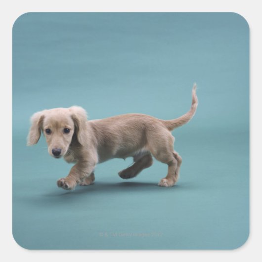 Een beige kleine dachshund vierkante sticker (Voorkant)
