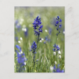 Een bergweide met wilde bloemen waaronder briefkaart