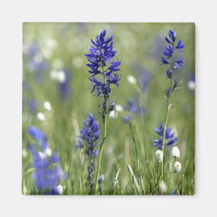 Een bergweide met wilde bloemen waaronder magneet
