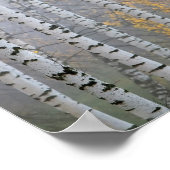 een berkengroef in de haze fragment trunks. poster (Hoek)