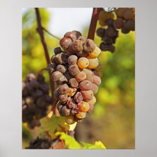 Een beschimmelde Semillon-druiventros bij Ch Raymo Poster