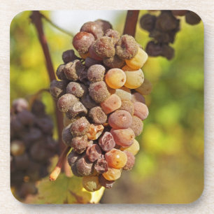 Een beschimmelde tros Semillon-druiven bij Ch Raym Drankjes Onderzetter